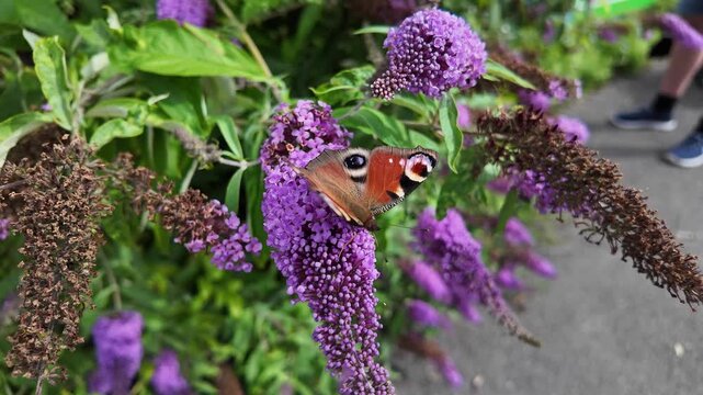 European peacock butterfly with colorful wings pollinating a purple butterfly-bush in a summer garden