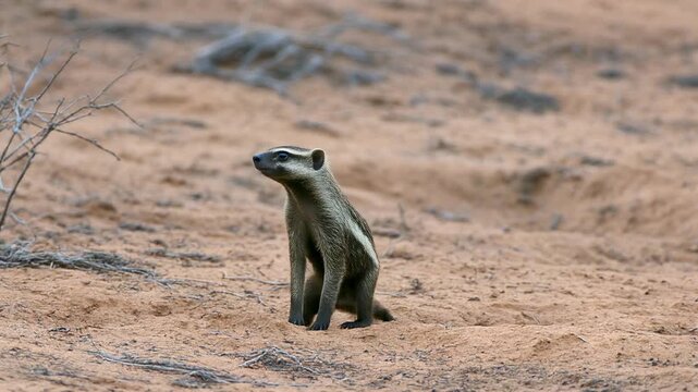 Young tapir walking and sitting in dry savanna landscape during daytime natural light