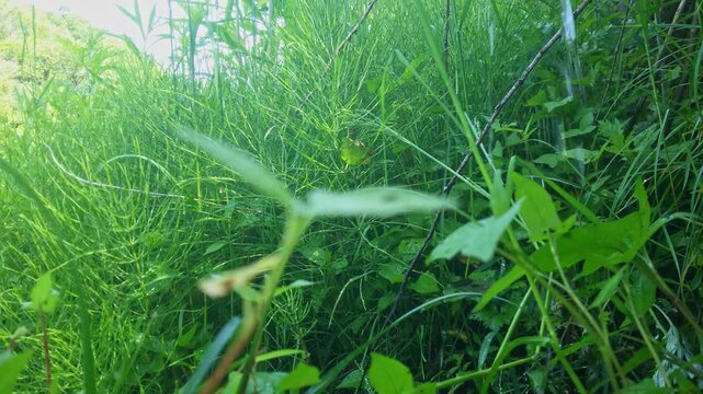 癒される自然の生音 朝の爽やかな新緑の葉と滴る雫 小鳥のさえずり