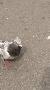 Urban Pigeon Walking on Asphalt Ground in Daytime