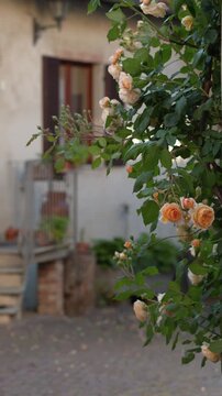 Blooming Orange Climbing Roses in Rustic Italian Courtyard