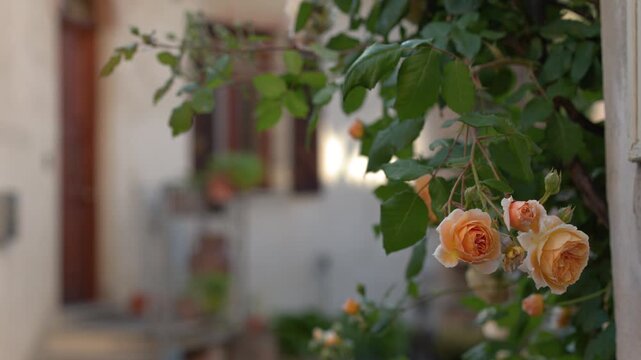 Orange Climbing Roses Blooming in Rustic European Courtyard