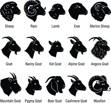Sheep and goat breeds head vector silhouettes collection isolated on white background with text labels   
