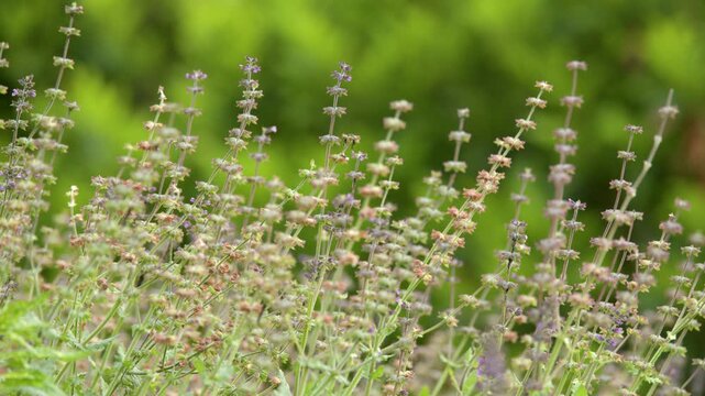 Blooming Lavender Herbs Swaying Gently in a Sunny Garden