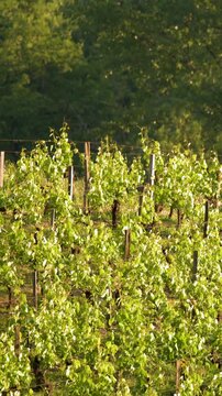 Sunlit Vineyard Rows in French Countryside During Golden Hour