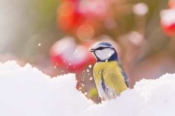 A blue tit in the nature habitat. Winter scene with a cute blue tit. Portrait of a colorful titmouse. Cyanistes caeruleu © Monikasurzin