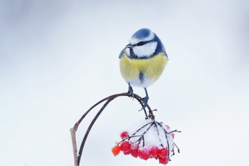 Fototapeta premium A blue tit in the nature habitat. Winter scene with a cute blue tit. Portrait of a colorful titmouse. Cyanistes caeruleu. A blue tit sits on a viburnum twig with berries. 