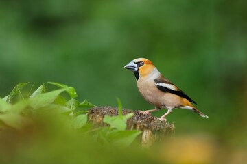 Fototapeta premium A male hawfinch sits on a tree stump. A hawfinch in the naturem habitat. Wildlife scene of a colorful finch. Coccothraustes coccothraustes