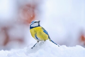 A blue tit in the nature habitat. Winter scene with a cute blue tit. Portrait of a colorful titmouse. Cyanistes caeruleu © Monikasurzin