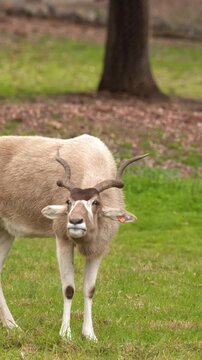 Addax Screwhorn Antelope Standing on Grassy Field Shaking Head