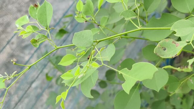 Close-up of healthy green leaves on a vine with small insect visible, showcasing natural foliage texture and detail.