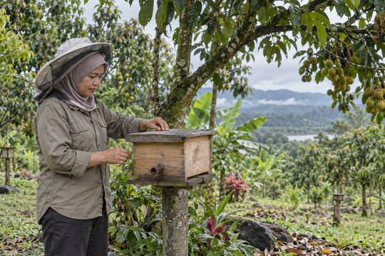 Malay Female Stingless Bee Keeper Checking Kelulut Hive in Tropical Orchard
