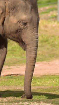 Asian Elephant Calf Using Trunk to Graze Grass in Sunlight
