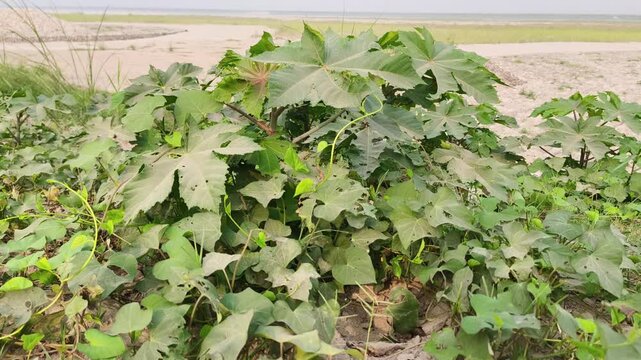 Healthy castor plant foliage thriving outdoors in natural sunlight with vibrant green leaves.