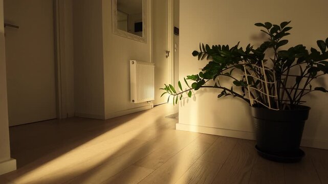 Lush zamioculcas plant growing in a black pot on a wooden floor inside a modern home. Warm sunlight creates long shadows across the floor