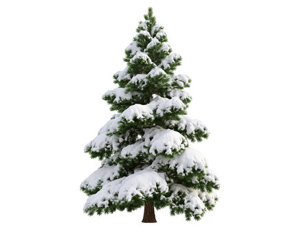 Single pine tree covered in fresh white snow isolated on a white background