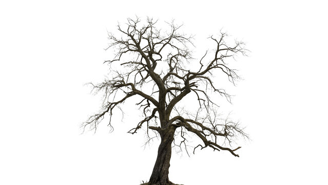 Dry bare dead tree silhouette without leaves isolated on transparent background