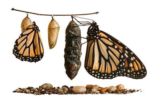 Monarch butterfly metamorphosis stages with chrysalis and adult butterfly hanging on a branch isolated on white background