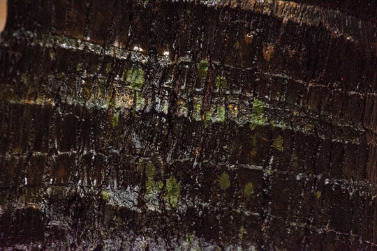 Dark Charred Burnt Wood Bark Texture Background