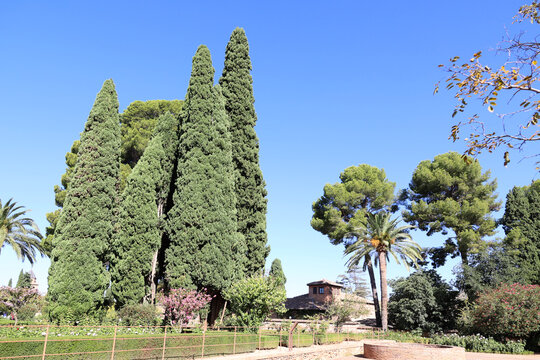 Cypresses in the garden of the Alhambra in the Spanish city Granada, Andalusia, Spain 