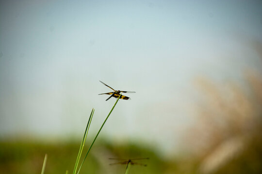 Yellow-Paddled Dragonfly Perched on Grass Blade Against Blue Sky