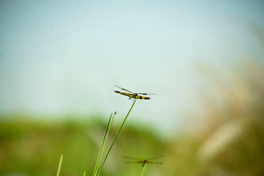 Yellow-Paddled Dragonfly Perched on Grass Blade Against Blue Sky
