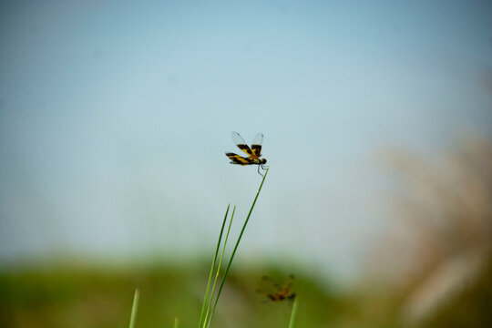 Yellow-Paddled Dragonfly Perched on Grass Blade Against Blue Sky