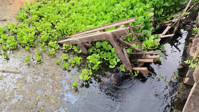 Flooded area with partially submerged rustic wooden frame and green aquatic plants growing around it.