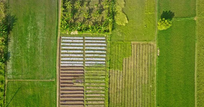 Bali island agricultural landscape, featuring lush green rice paddies and fields, banana plantations, and neatly tilled garden plots, highlights the vibrant rural farming. Aerial top-down drone shot