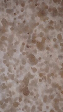 Raindrops Falling on a Dry Surface and Creating a Wet Texture in Time Lapse