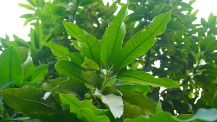 Vibrant fresh green leaves growing densely on a tropical tree, natural sunlight highlighting texture and lush foliage. © anungcamui
