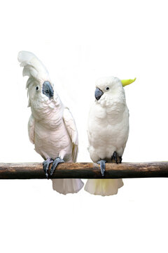 Two white cockatoo parrots perched on branch isolated on transparent background