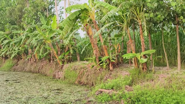 Lush young palm trees growing in a tropical grassy area with vibrant green foliage and earthy tones