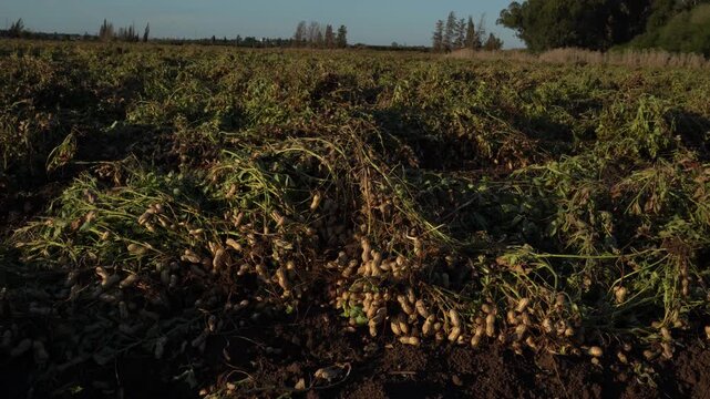 Field Harvest: Freshly Unearthed Peanut Plants Drying in Golden Sunlight Before Collection