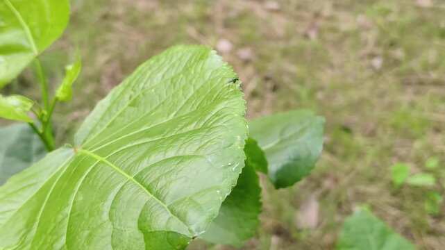 Close-up image of a leafhopper insect on a fresh green leaf in natural outdoor setting