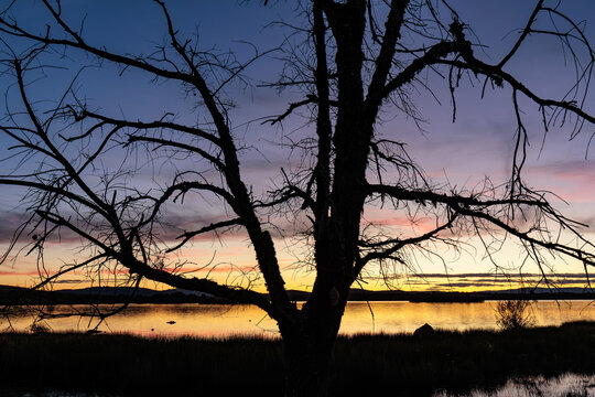 Close-up of the silhouette of a dead oak tree and the Valpara&iacute;so Reservoir at sunset, Zamora, Castile and Le&oacute;n, Spain.