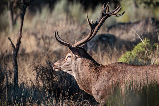 Male of the common or European deer with its enormous antlers. Cervus elaphus.