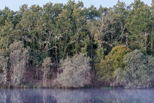 Oak and willow forest beside the waters of the Valpara&iacute;so Reservoir, Zamora, Castile and Le&oacute;n, Spain.