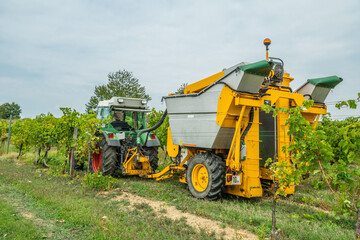 Obraz premium Modern grape harvester machine working in vineyard during autumn season.