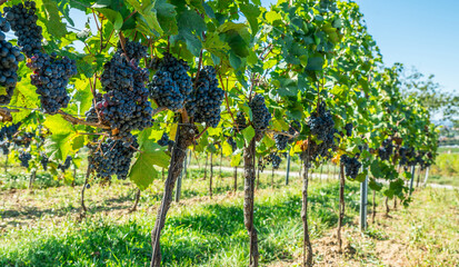Obraz premium Close up of ripe black grapes growing in clusters on green vine in sunny vineyard.