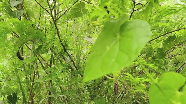 Close-up of dense forest undergrowth with vibrant green foliage and slender branches in natural sunlight.