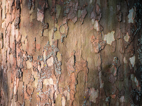 Macro close-up of plane tree (Platanus) bark with distinctive peeling camouflage pattern in brown, beige and gray tones, creating a natural abstract texture and organic background.