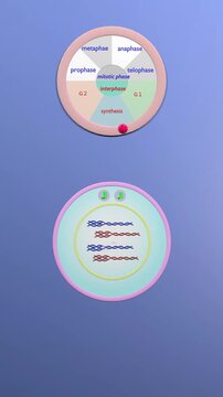 Mitosis animation : stages of cell cycle