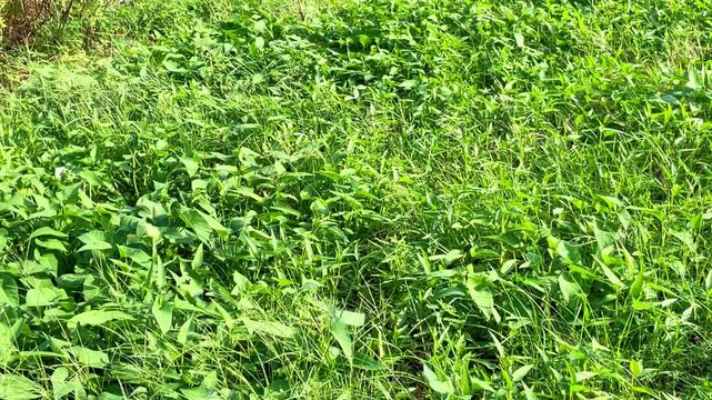 Ipomoea aquatica, commonly known as water spinach or kalmi shak, is both a popular food and a traditional medicine.