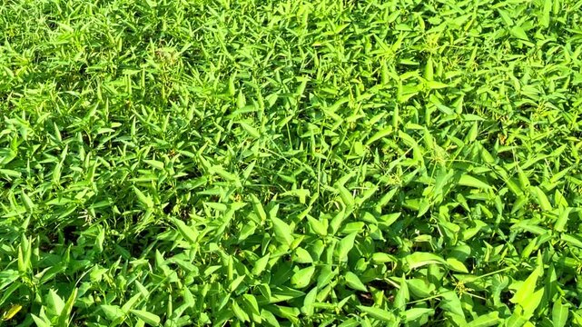 Ipomoea aquatica, commonly known as water spinach or kalmi shak, is both a popular food and a traditional medicine.