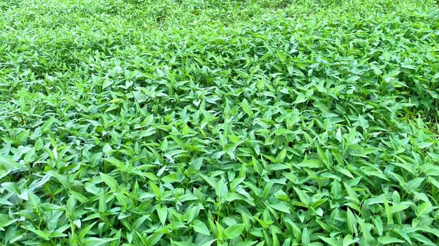 Ipomoea aquatica, commonly known as water spinach or kalmi shak, is both a popular food and a traditional medicine.