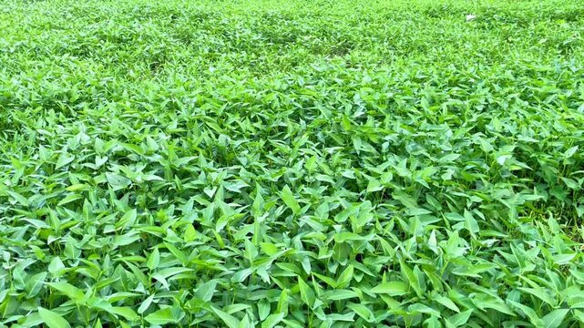 Ipomoea aquatica, commonly known as water spinach or kalmi shak, is both a popular food and a traditional medicine.