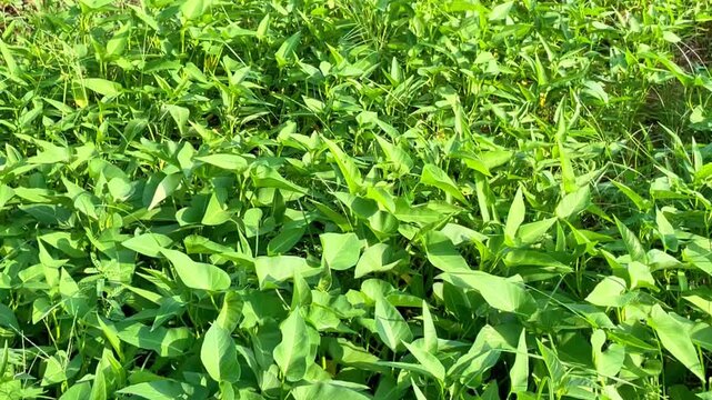 Ipomoea aquatica, commonly known as water spinach or kalmi shak, is both a popular food and a traditional medicine.