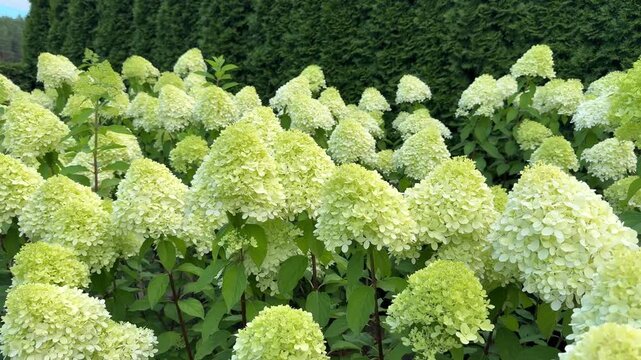 A vibrant garden filled with abundant lime-green and white panicled hydrangea blossoms growing densely against a dark evergreen hedge background.