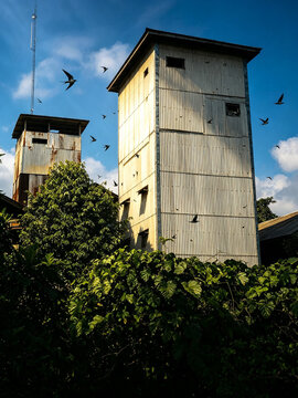 Traditional Swiftlet House with Birds Flying Around Tropical Vegetation. Tall corrugated metal swiftlet house surrounded by lush tropical vegetation, with swiftlet birds flying around the building.
